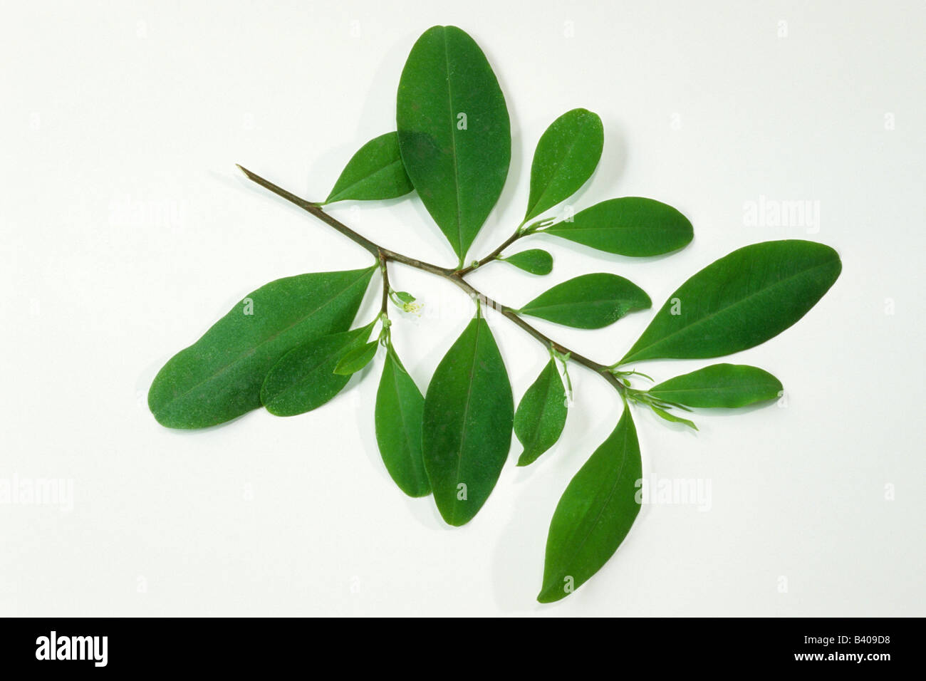 Cocaine (Erytroxylum coca) twig with leaves studio picture Stock Photo