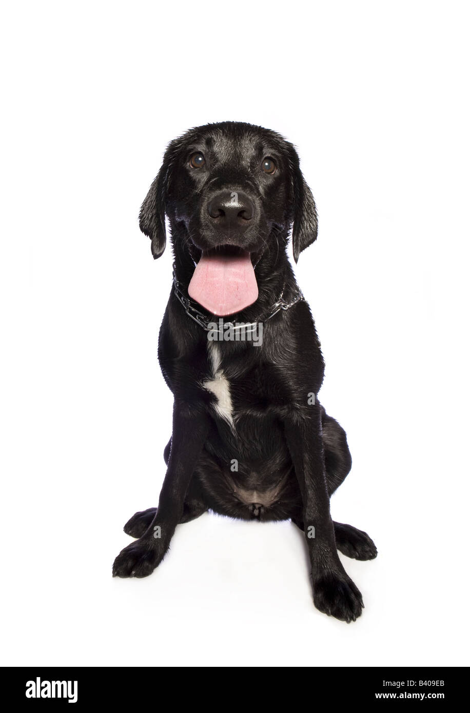 Black Labrador Retriever dog isolated on white background Stock Photo