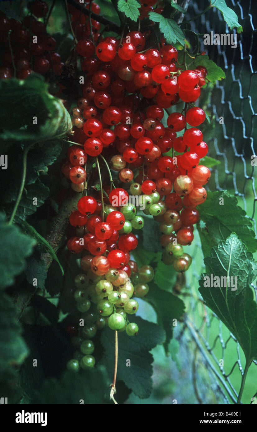 Bunch of redcurrants ripening Stock Photo
