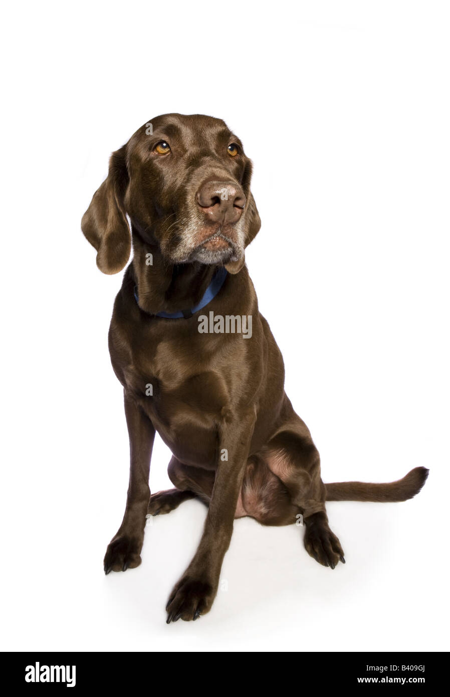 Chocolate Labrador Retriever dog isolated on white background Stock Photo