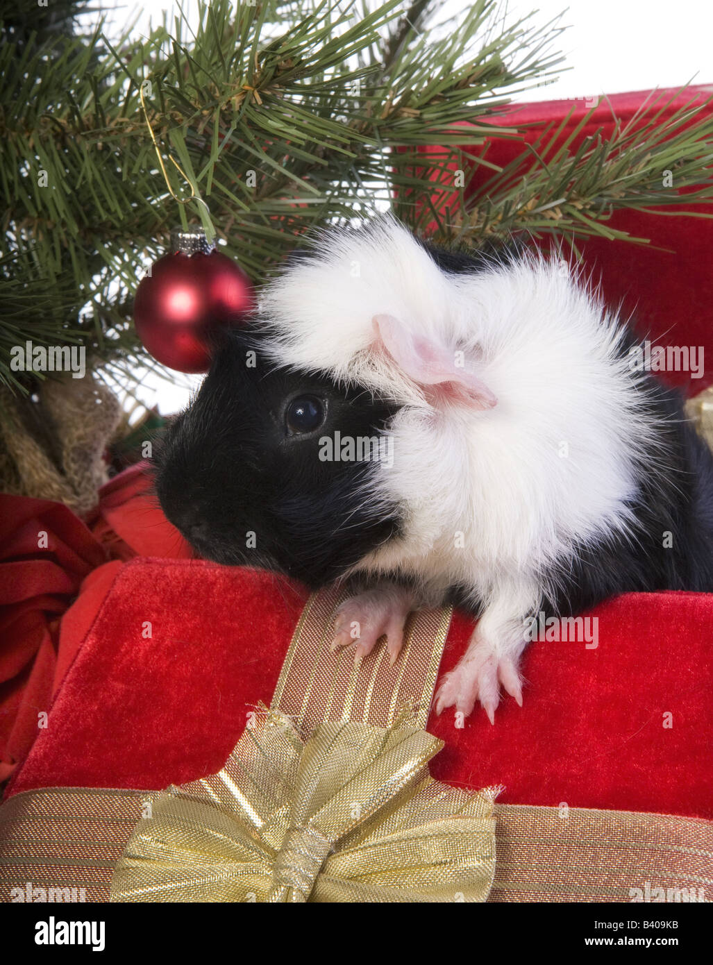 Cute Black and white Christmas Guinea pig or Cavy under tree with gift