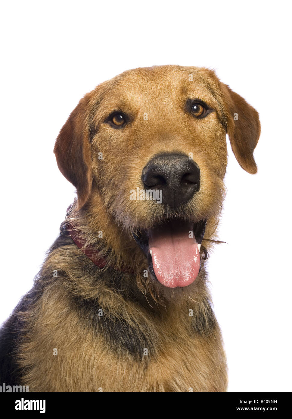 Adorable mixed breed dog isolated on white background Stock Photo