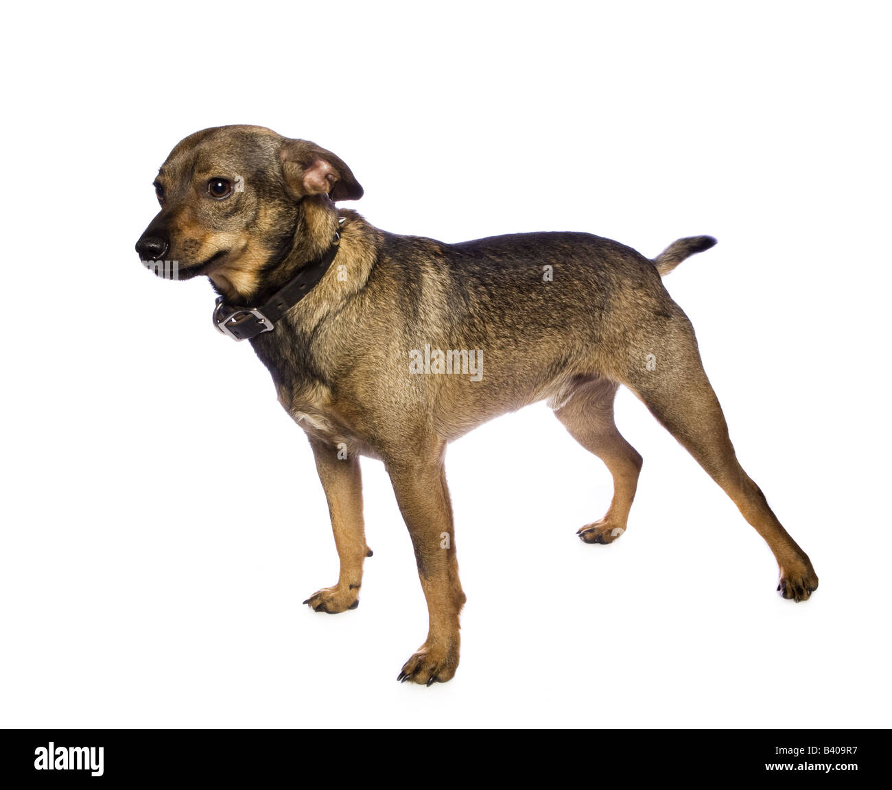 Adorable mixed breed dog isolated on white background Stock Photo
