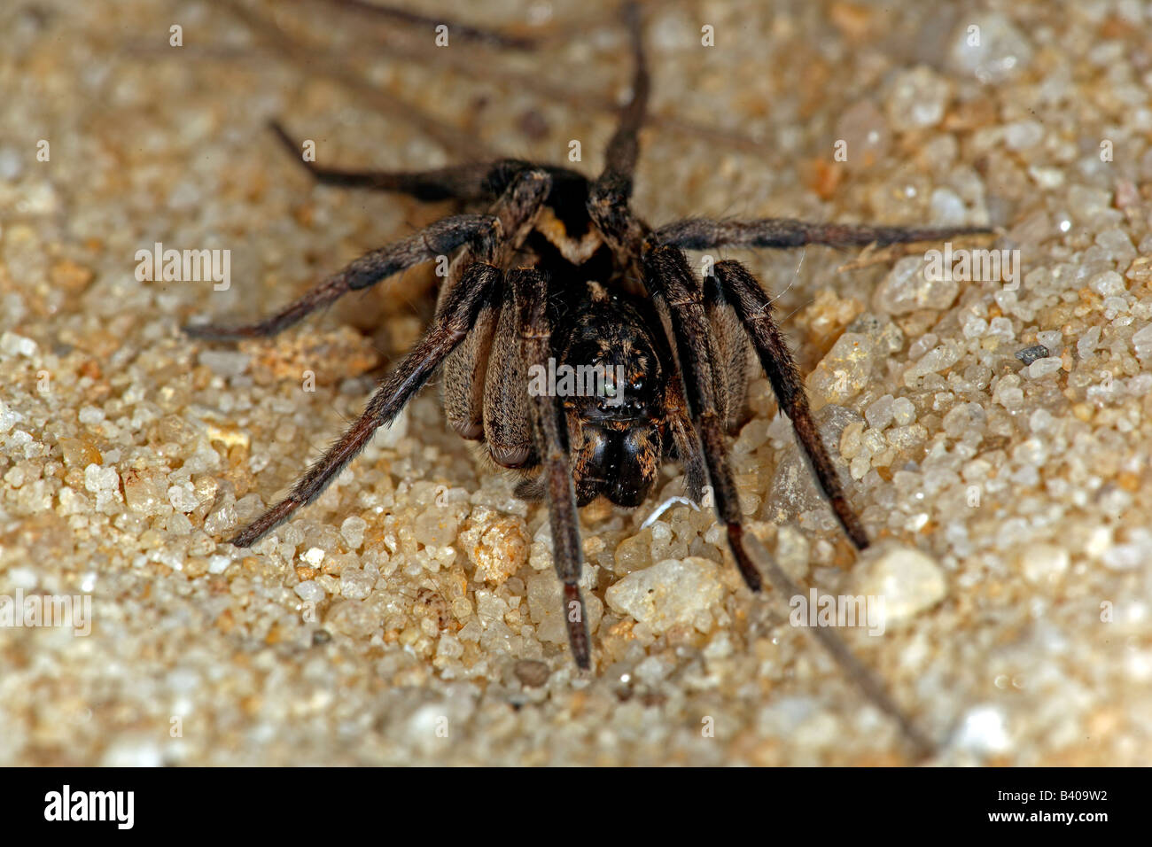 Wolf spider (family Lycosidae), New South Wales, Australia. Stock Photo