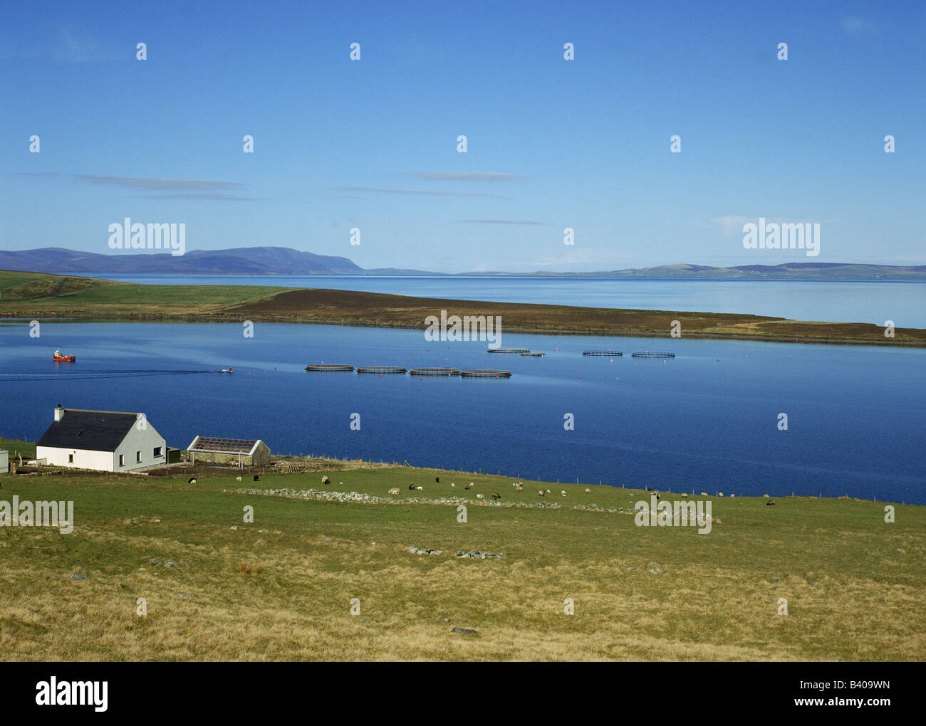 dh Norquay Fish Farm ORKNEY SALMON ORKNEY Hunda Fish cages Scapa Flow farming scotland rural house uk cottage by sea scottish islands Stock Photo