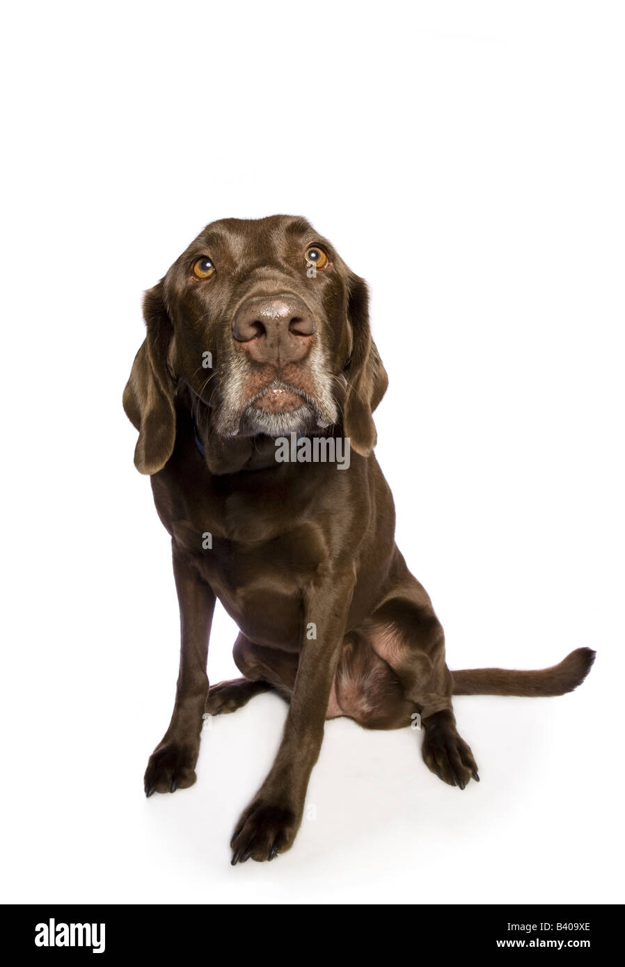 Chocolate Labrador Retriever dog isolated on white background Stock Photo