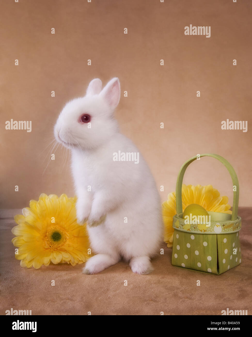 Cute White Netherland Dwarf Rabbit On Golden Background With Yellow Stock Photo Alamy