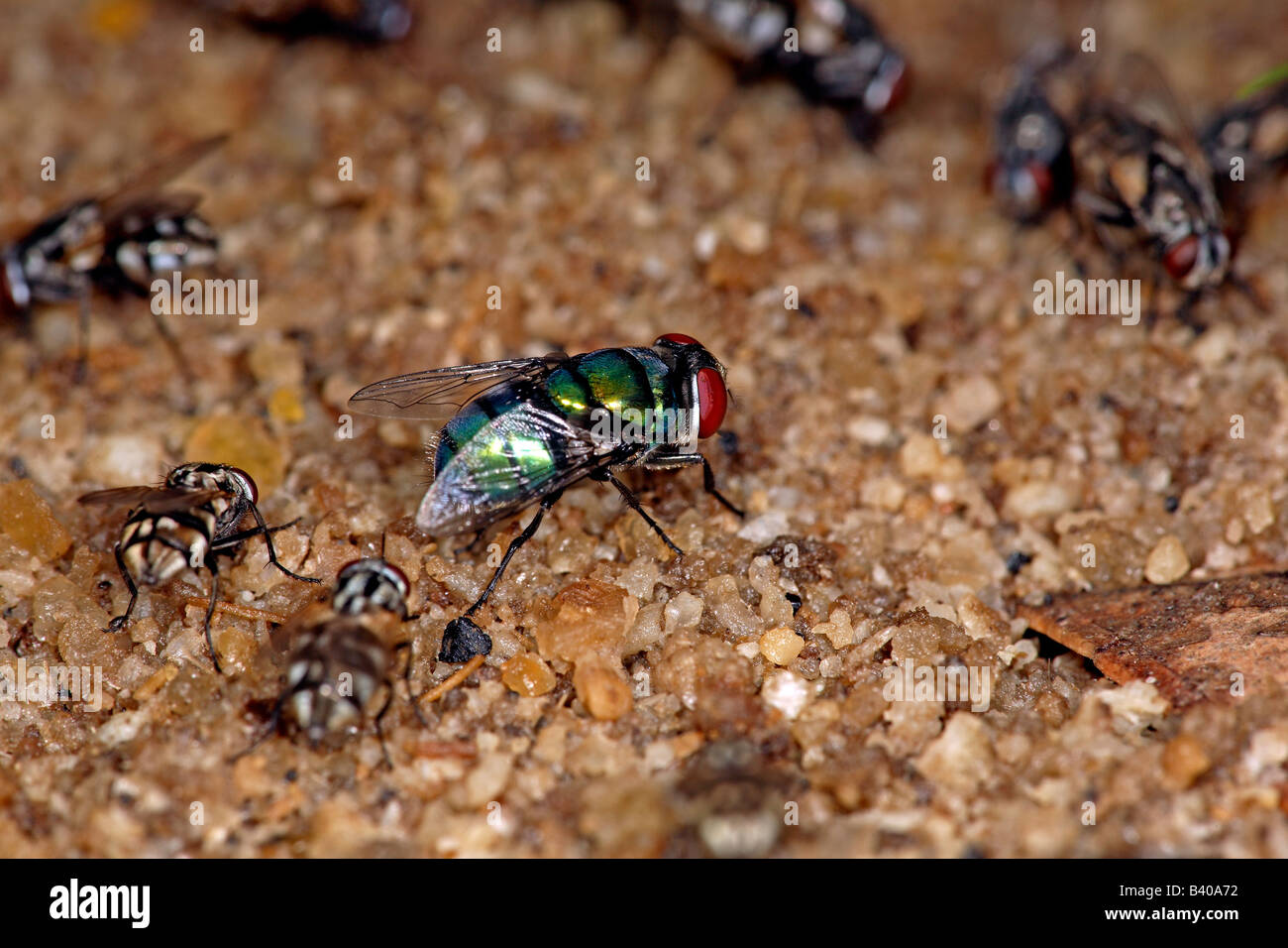 A metallic green Blowfly (family Calliphoridae) with bright red eyes gathers with other flies on fertilizer fertiliser Australia Stock Photo