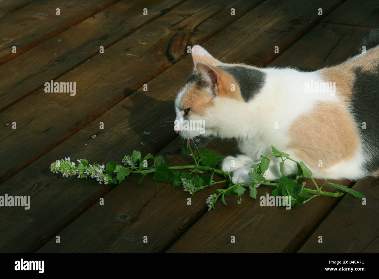 Cat eating Catnip Stock Photo Alamy