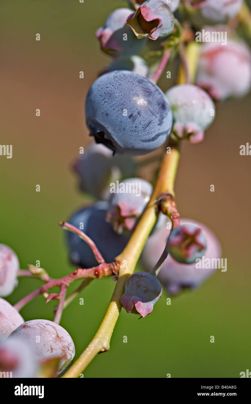 Blueberries on vine Stock Photo Alamy