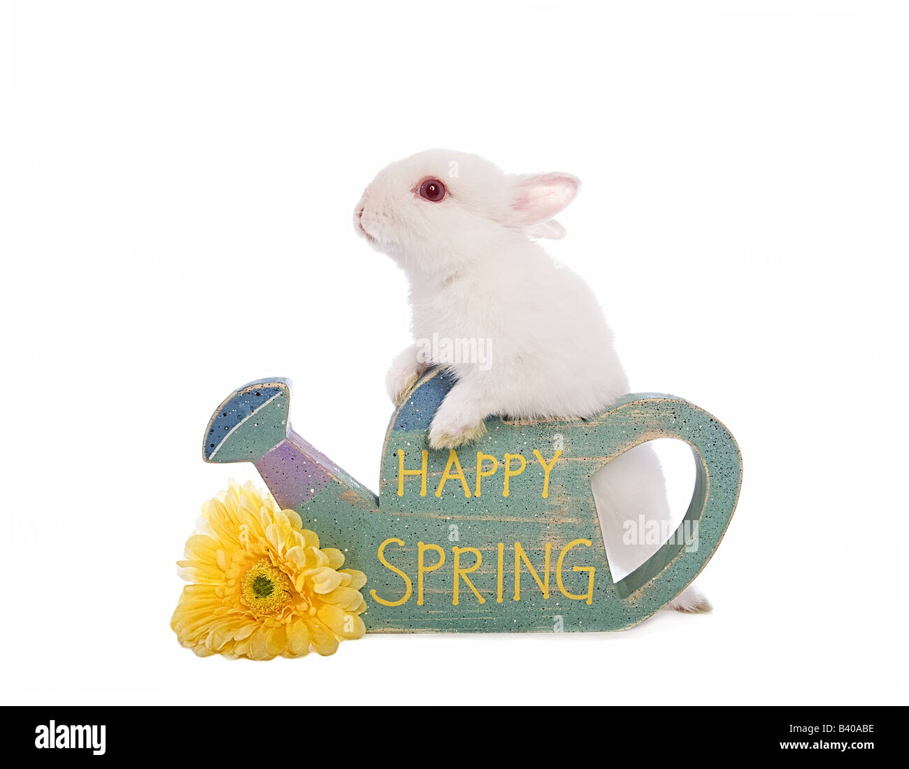 Cute white Netherland Dwarf bunny rabbit with sign that say s Happy Spring isolated on white Stock Photo