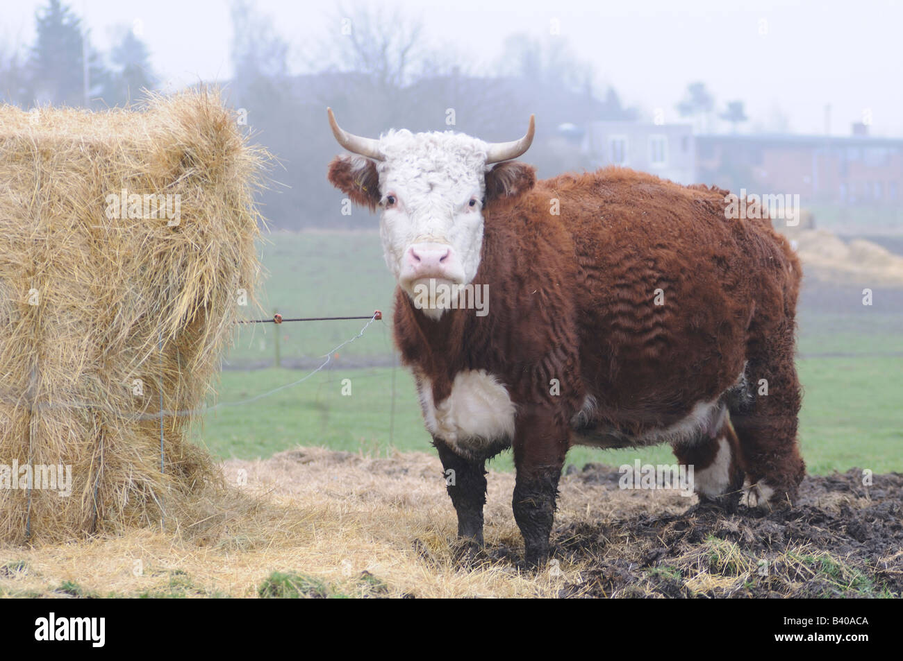 cattle Stock Photo