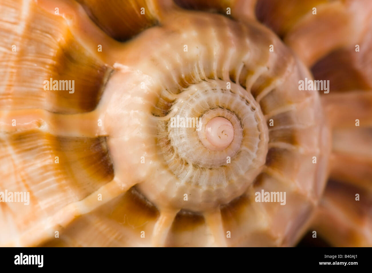 Close up of shell spiral detail Stock Photo