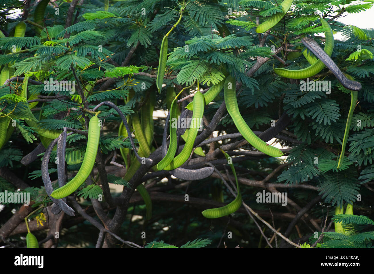 poinciana-tree-delonix-regia-seed-pods-stock-photo-alamy