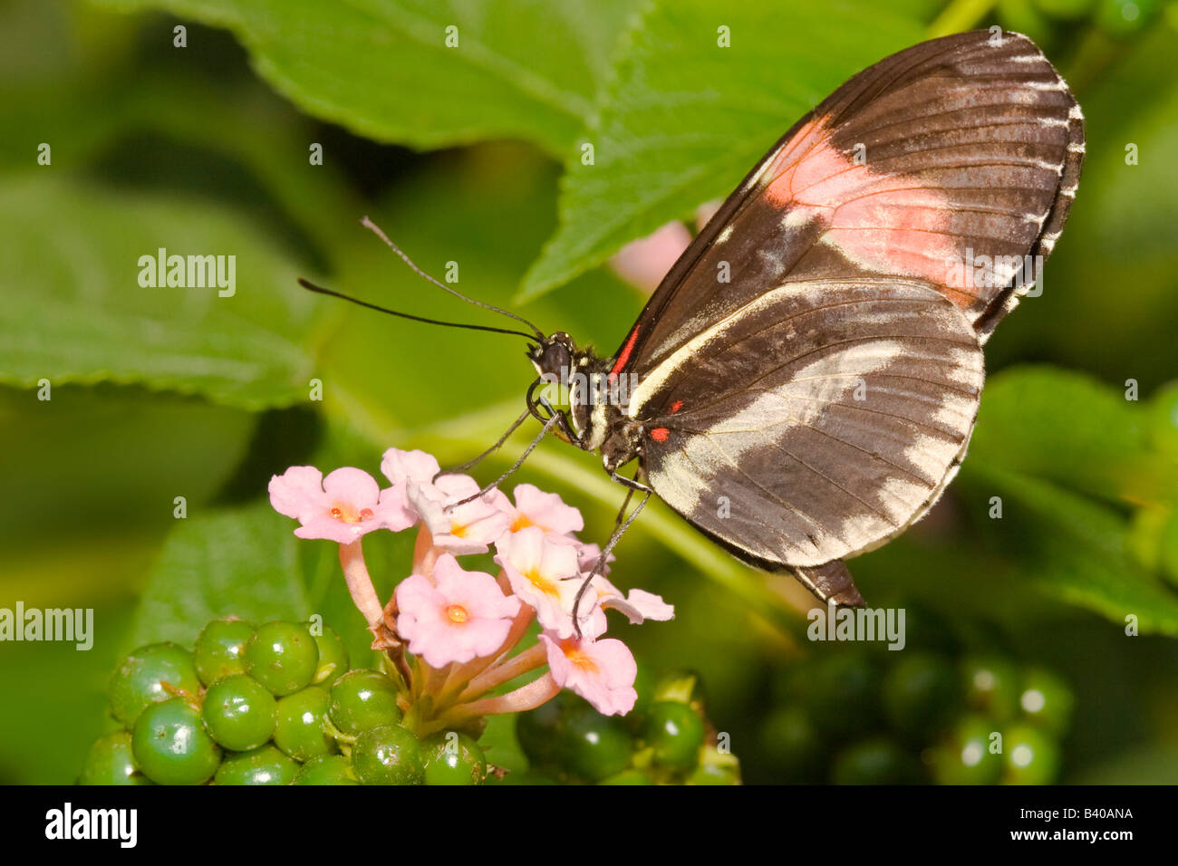 Passion flower butterfly hires stock photography and images Alamy