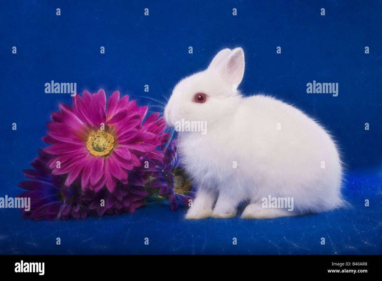 Netherland Dwarf bunny rabbit on blue background with pink Gerber daisy