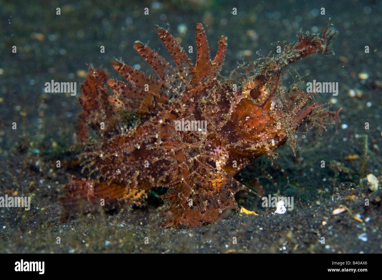 Ambon Scorpionfish Pteroidichthys amboinensis in Lembeh Strait Indonesia Stock Photo