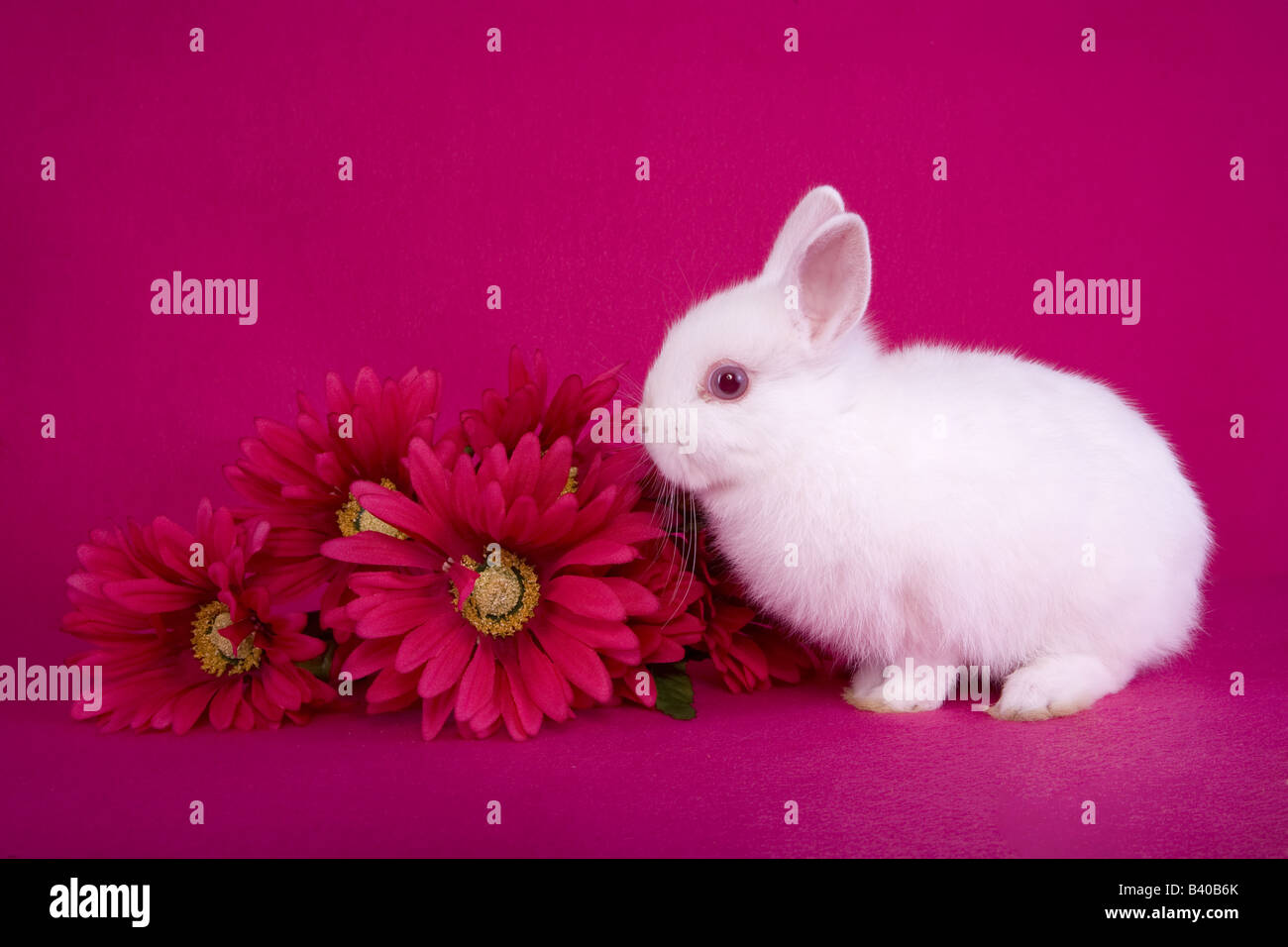Cute white baby Netherland Dwarf bunny rabbit on hot pink