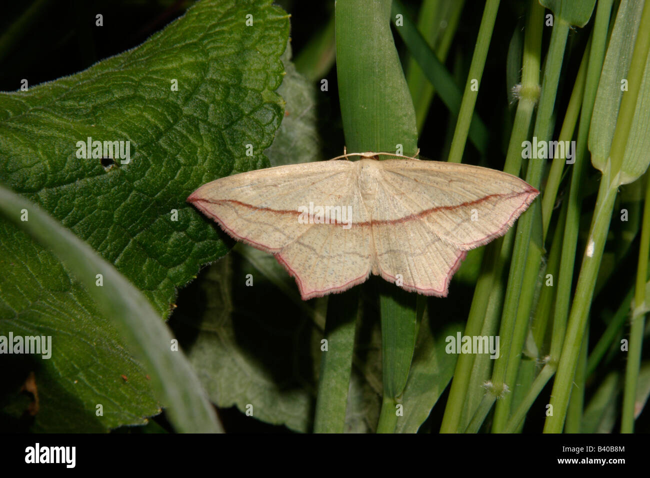 Blood vein moth Timandra griseata Geometridae UK Stock Photo