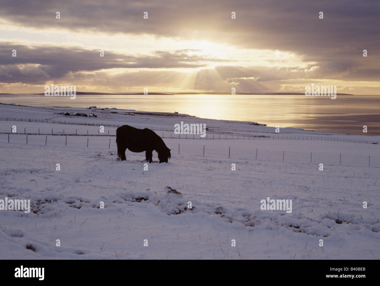 dh Scapa Flow SHETLAND PONY ORKNEY Black Shetland pony winter snow at sunrise Stock Photo