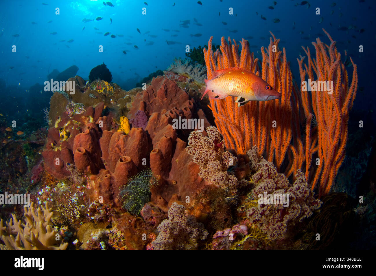 Coral reef in Komodo National Park in Komodo Indonesia Stock Photo
