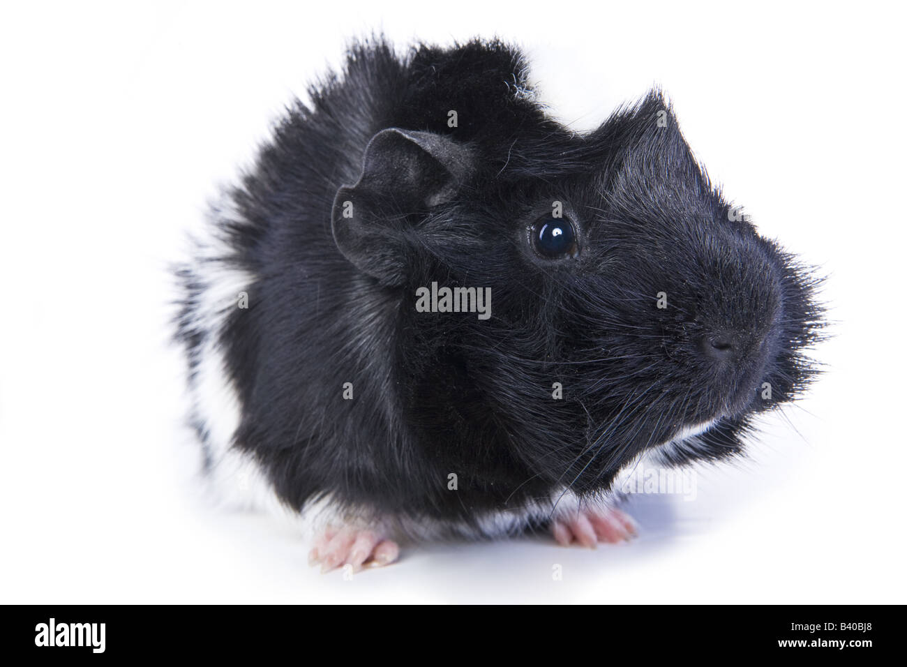 Black and white Abyssinian Guinea pig or Cavy isolated on white background Stock Photo