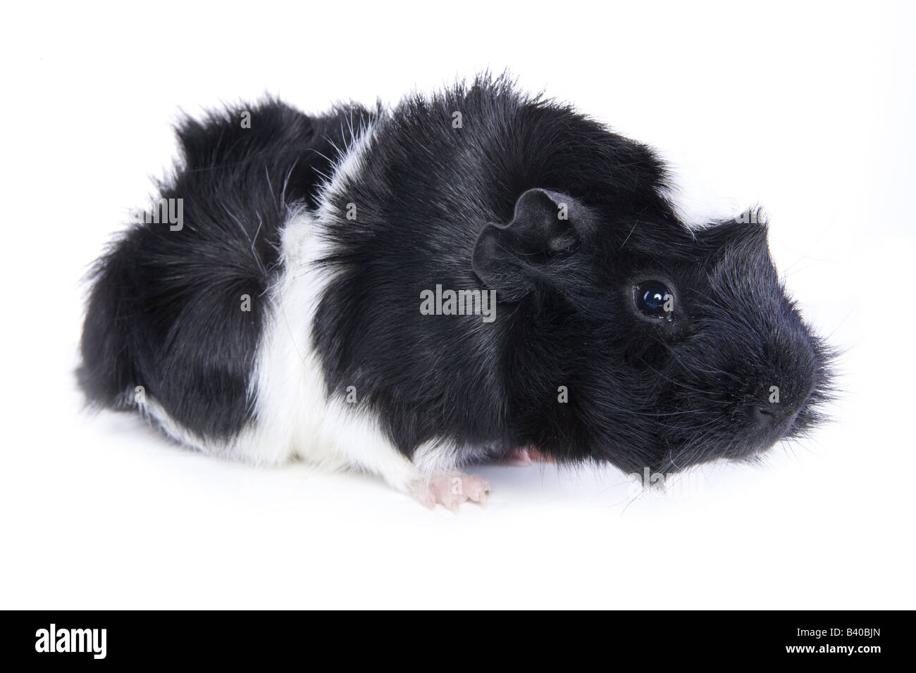 Black and white Abyssinian Guinea pig or Cavy isolated on white background Stock Photo