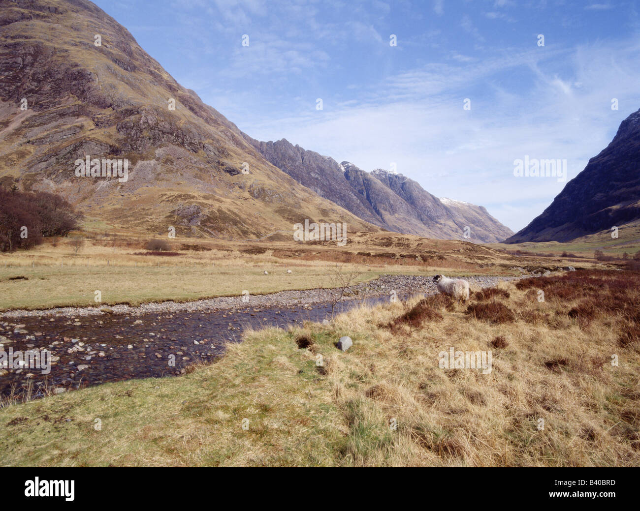 dh River Coe Glen Scotland GLENCOE ARGYLL Scottish highlands one sheep autumn mountains Aonach Eagach Chancellor beautiful valley highland landscape Stock Photo