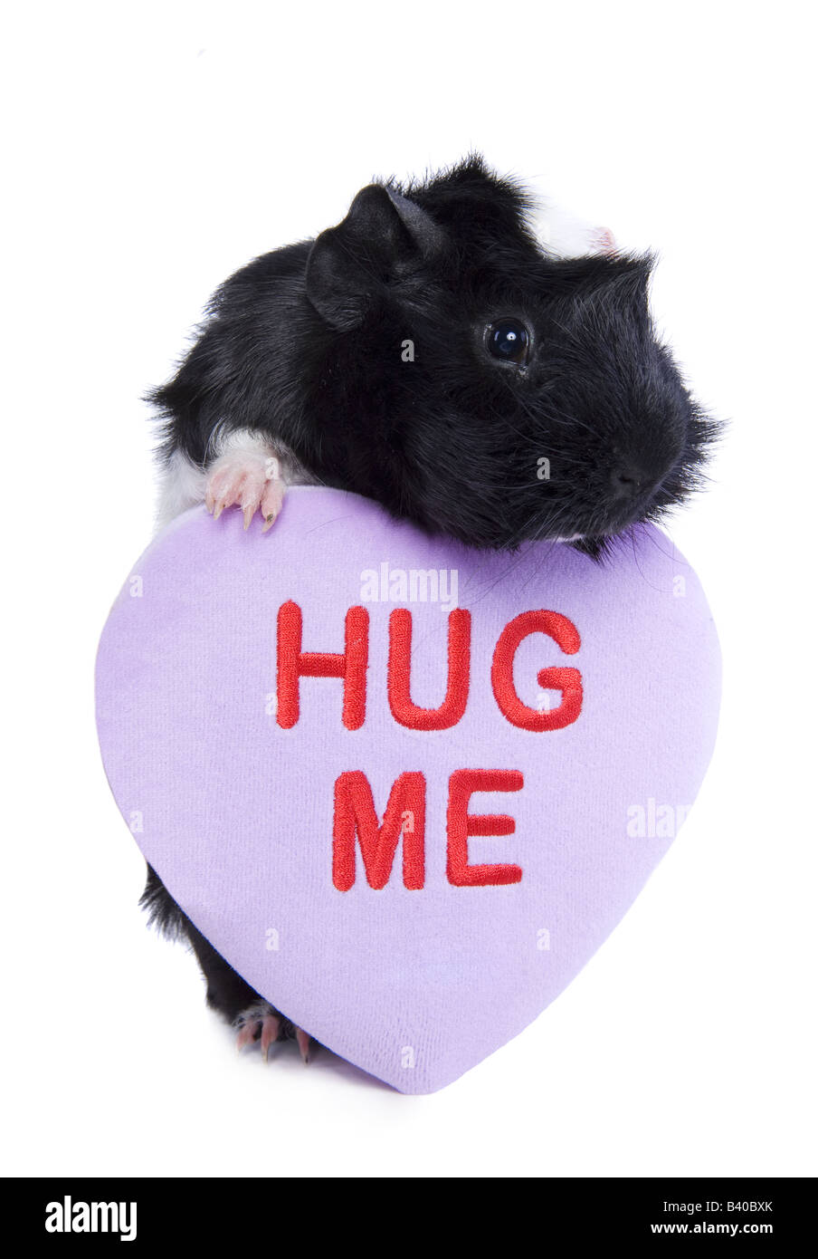 Cute Black and white Valentine Guinea pig or Cavy with purple heart that say s HUG Me isolated on white Stock Photo