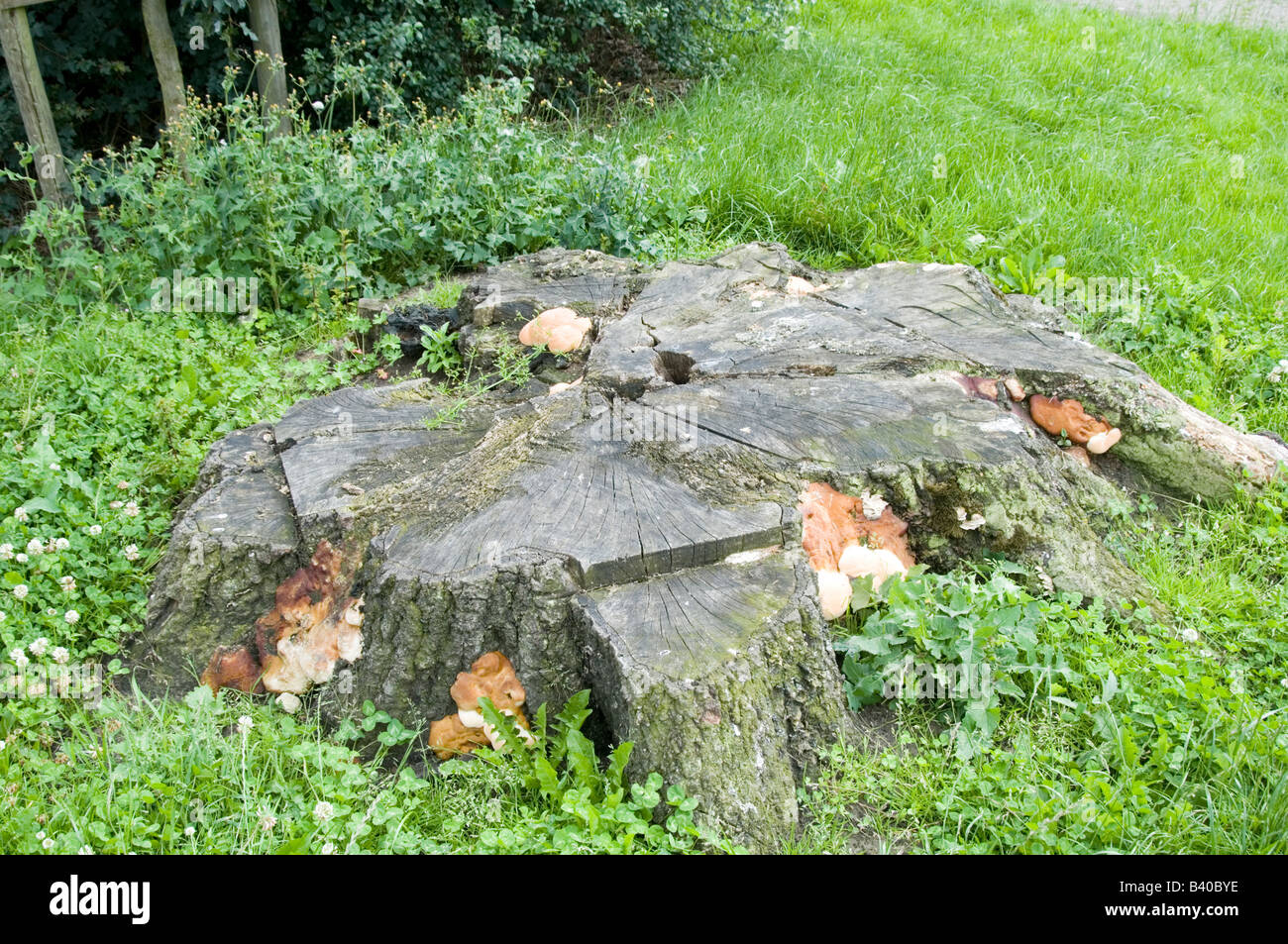 fungus fungi tree stump decay Stock Photo Alamy