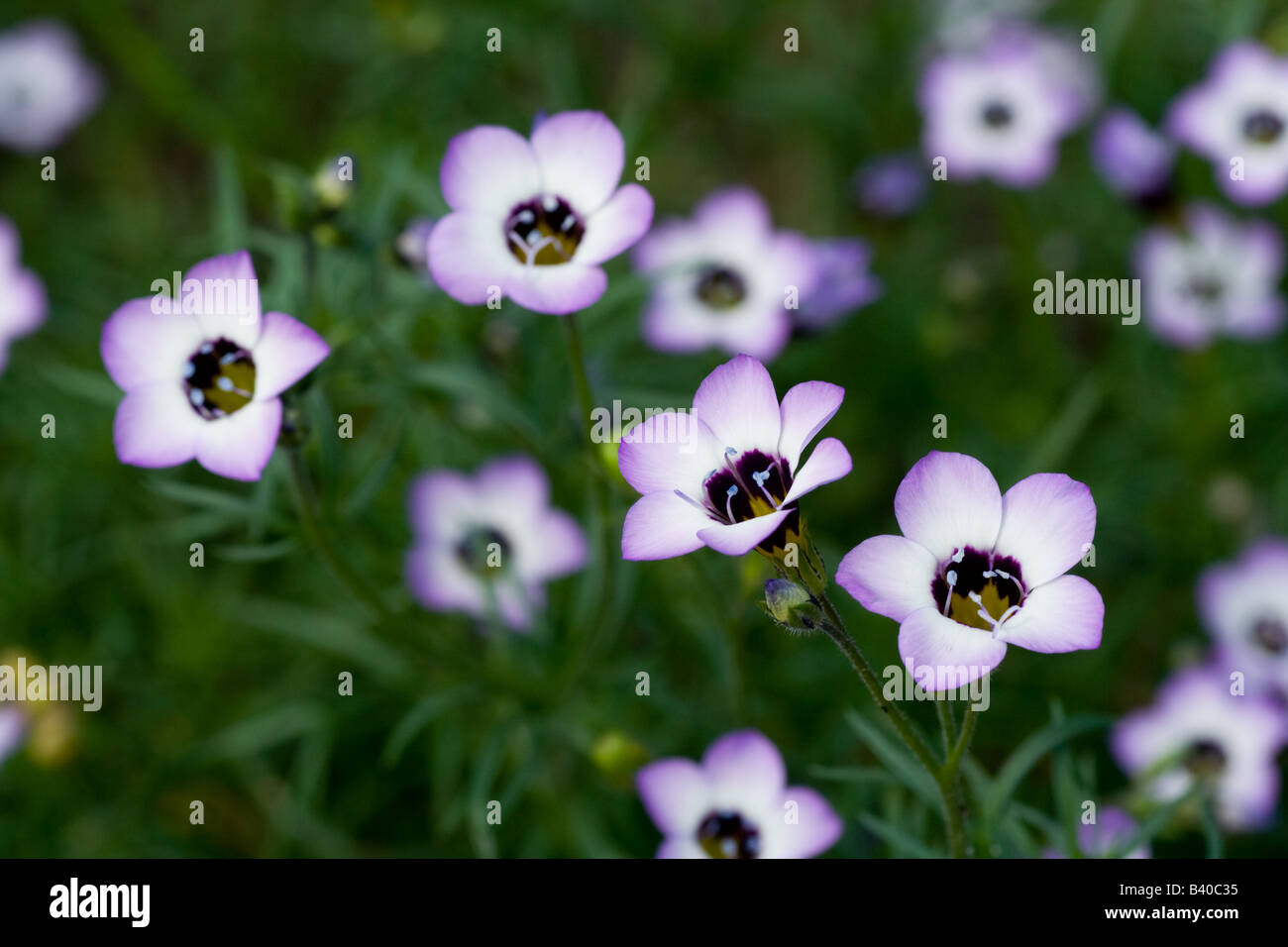 Little Mauve Flowers Stock Photo