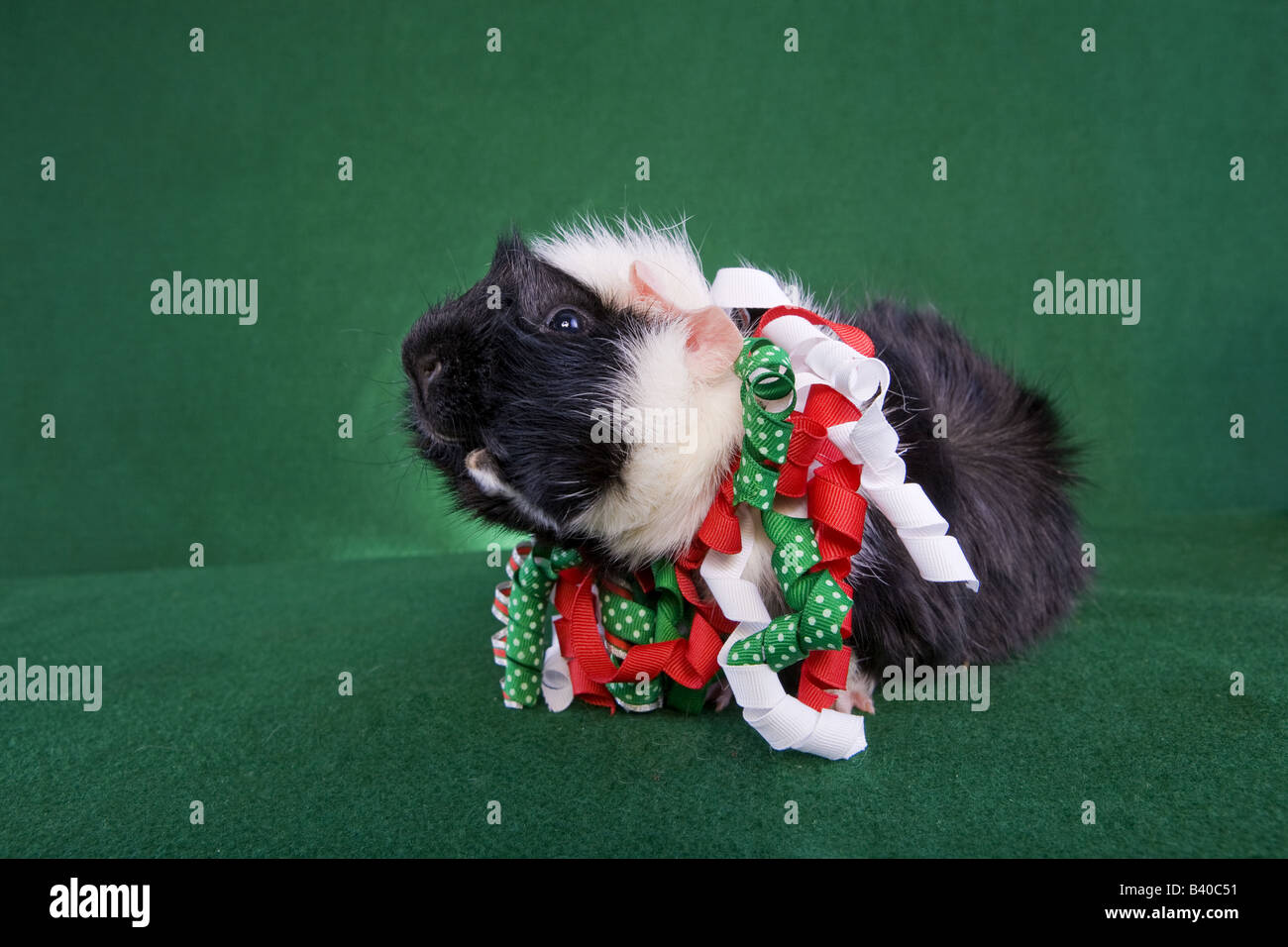 Christmas Guinea pig on green background Stock Photo