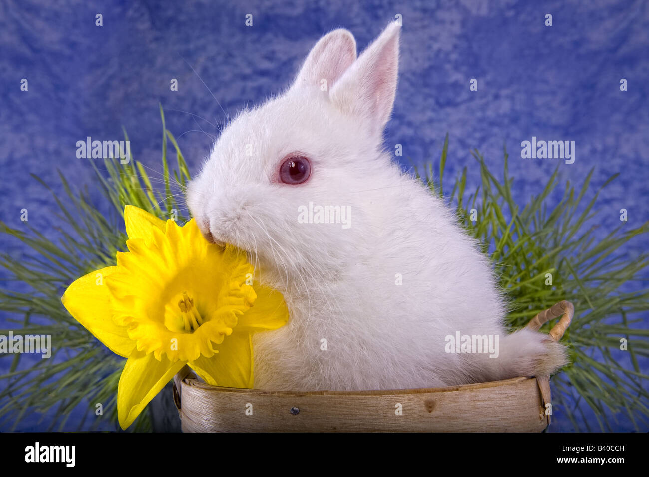 White Netherland Dwarf bunny rabbit in bushel basket with yellow