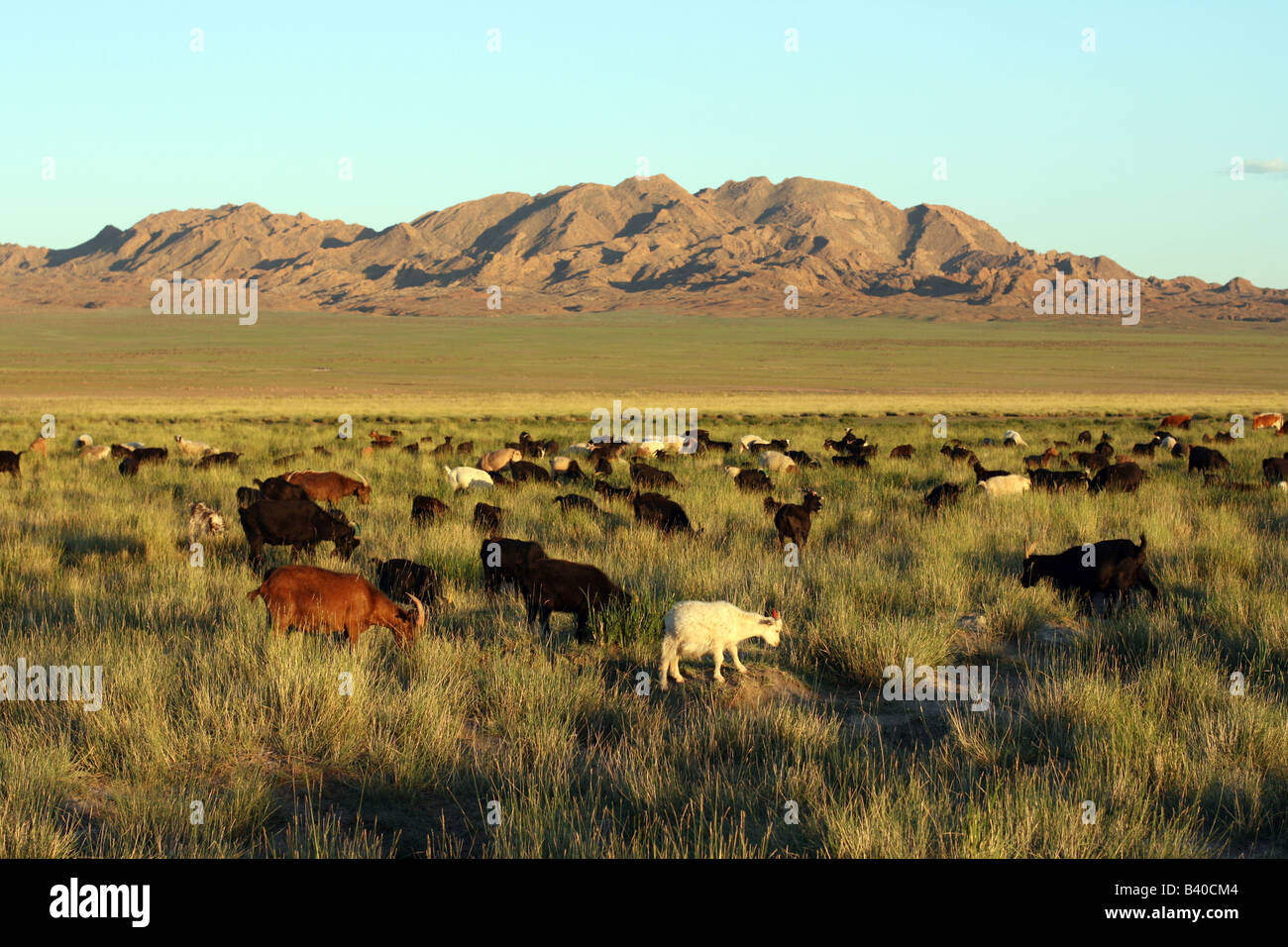 herd of goats in Mongolian prairie on sunset Stock Photo - Alamy