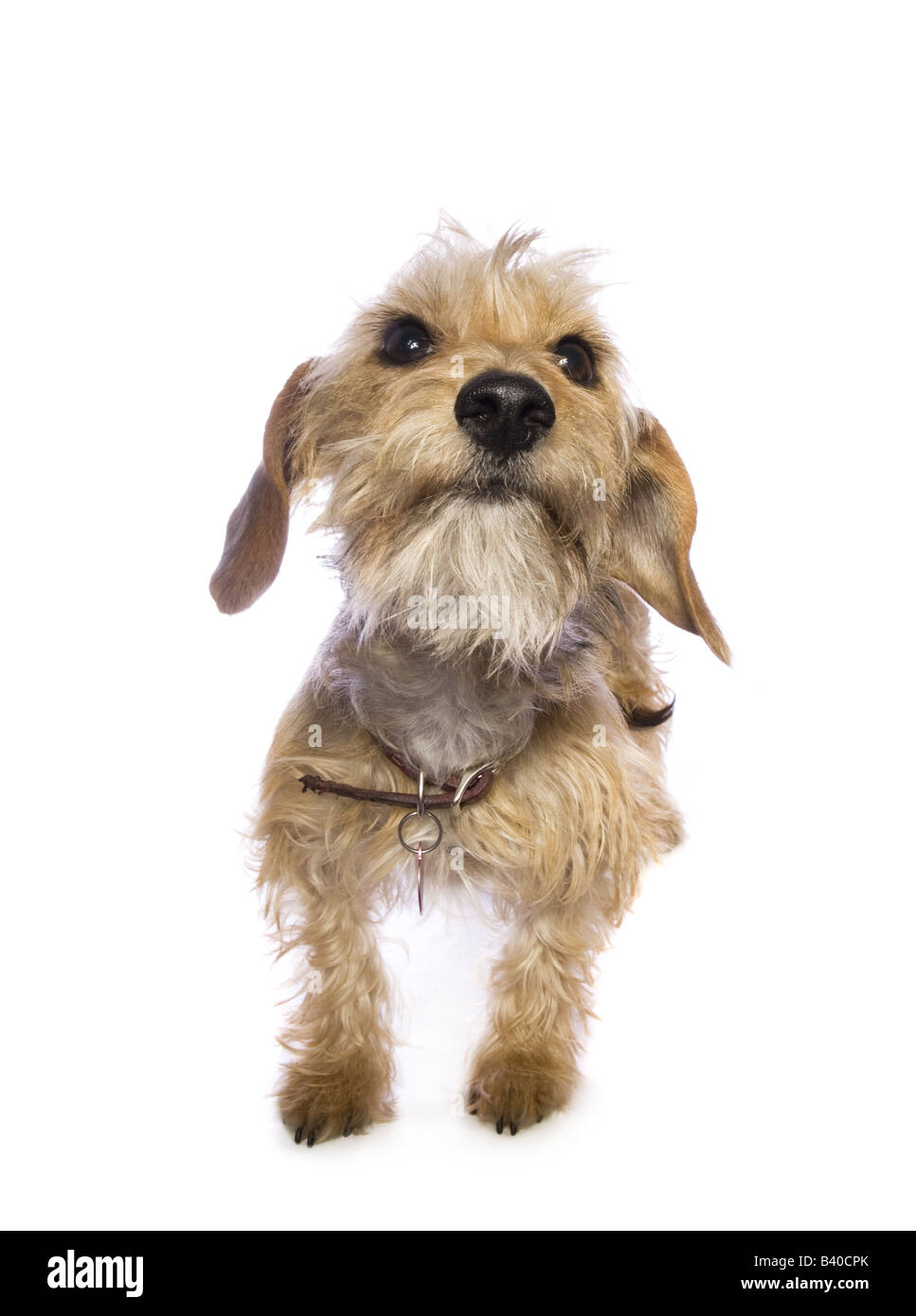 Adorable mixed breed dog isolated on white background Stock Photo