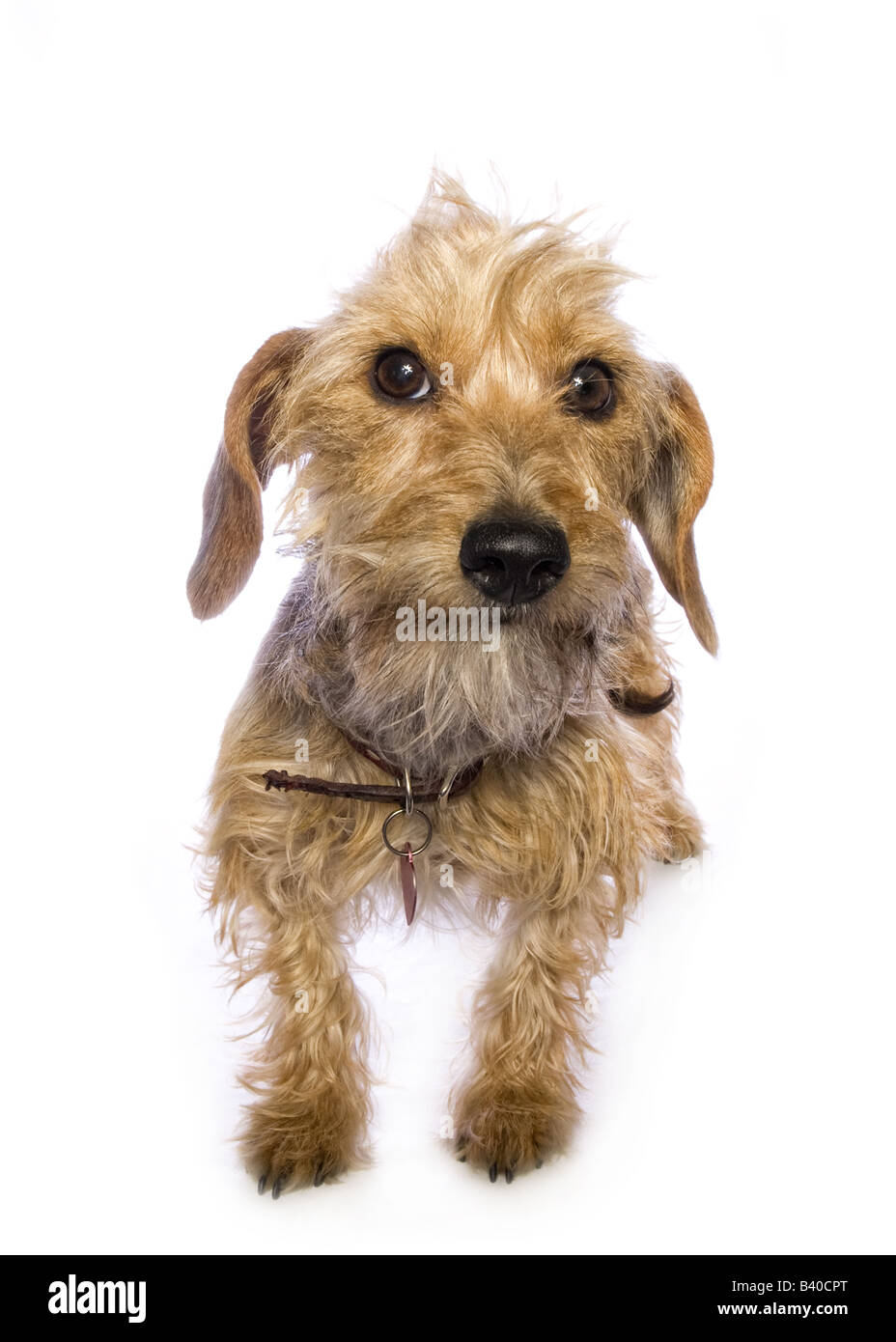 Adorable mixed breed dog isolated on white background Stock Photo
