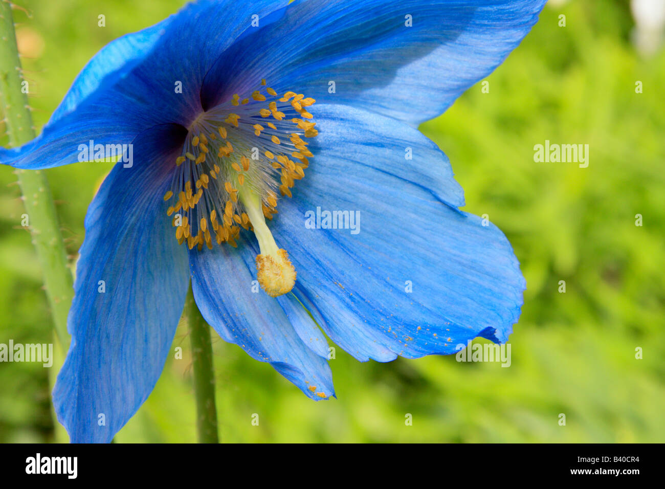 Flower of Blue Himalayan poppy Meconopsis x sheldonii Stock Photo