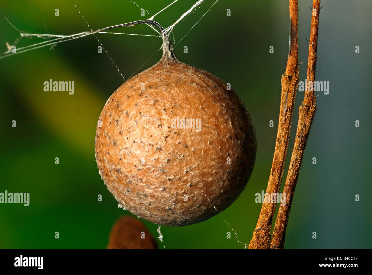 Closeup of the eggsac of the netcasting spider (Deinopis subrufa