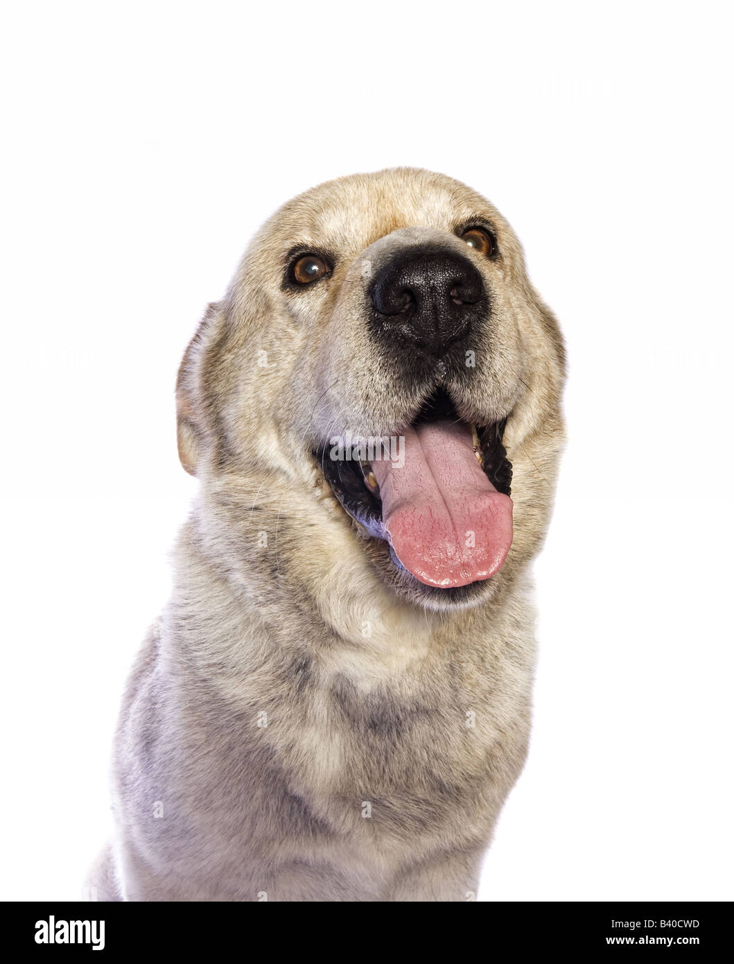 Adorable mixed breed dog isolated on white background Stock Photo