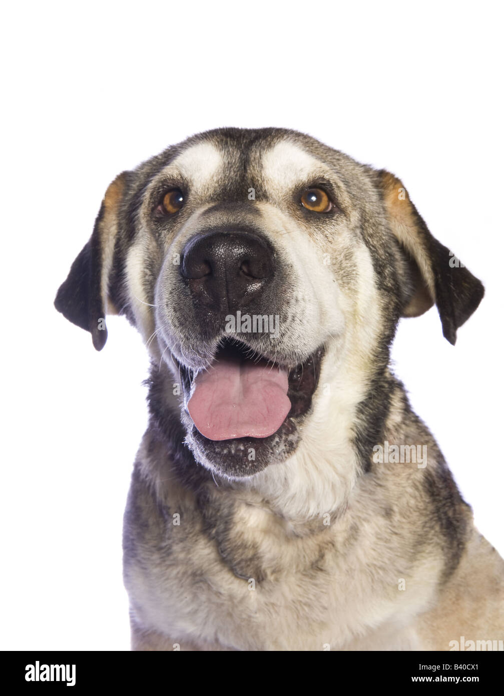 Adorable mixed breed dog isolated on white background Stock Photo