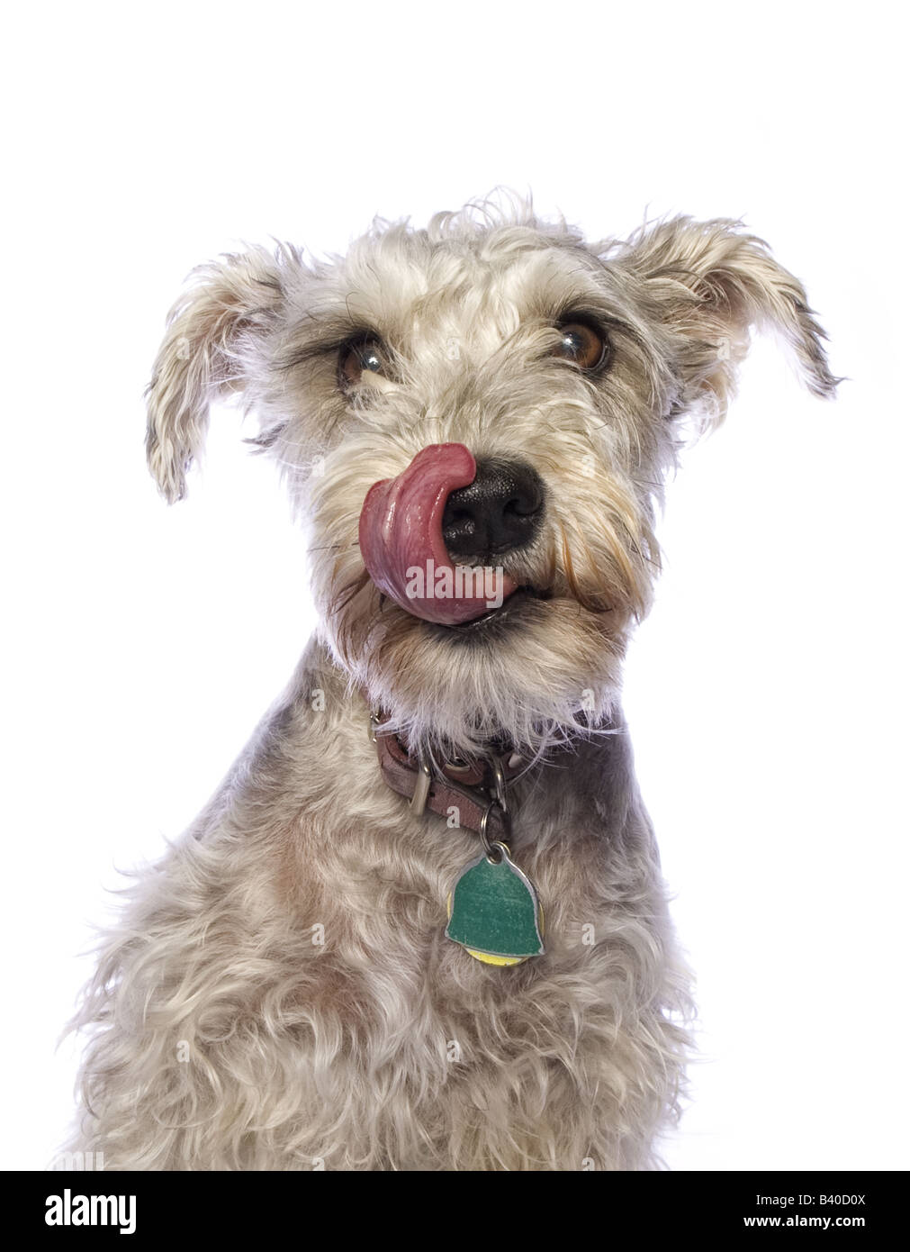 Schnauzer dog headshot on white background Stock Photo