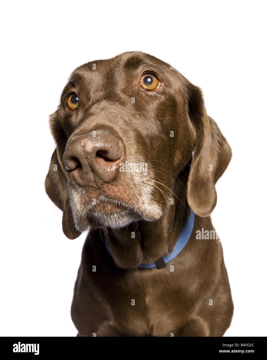 Chocolate Labrador Retriever dog isolated on white background Stock Photo
