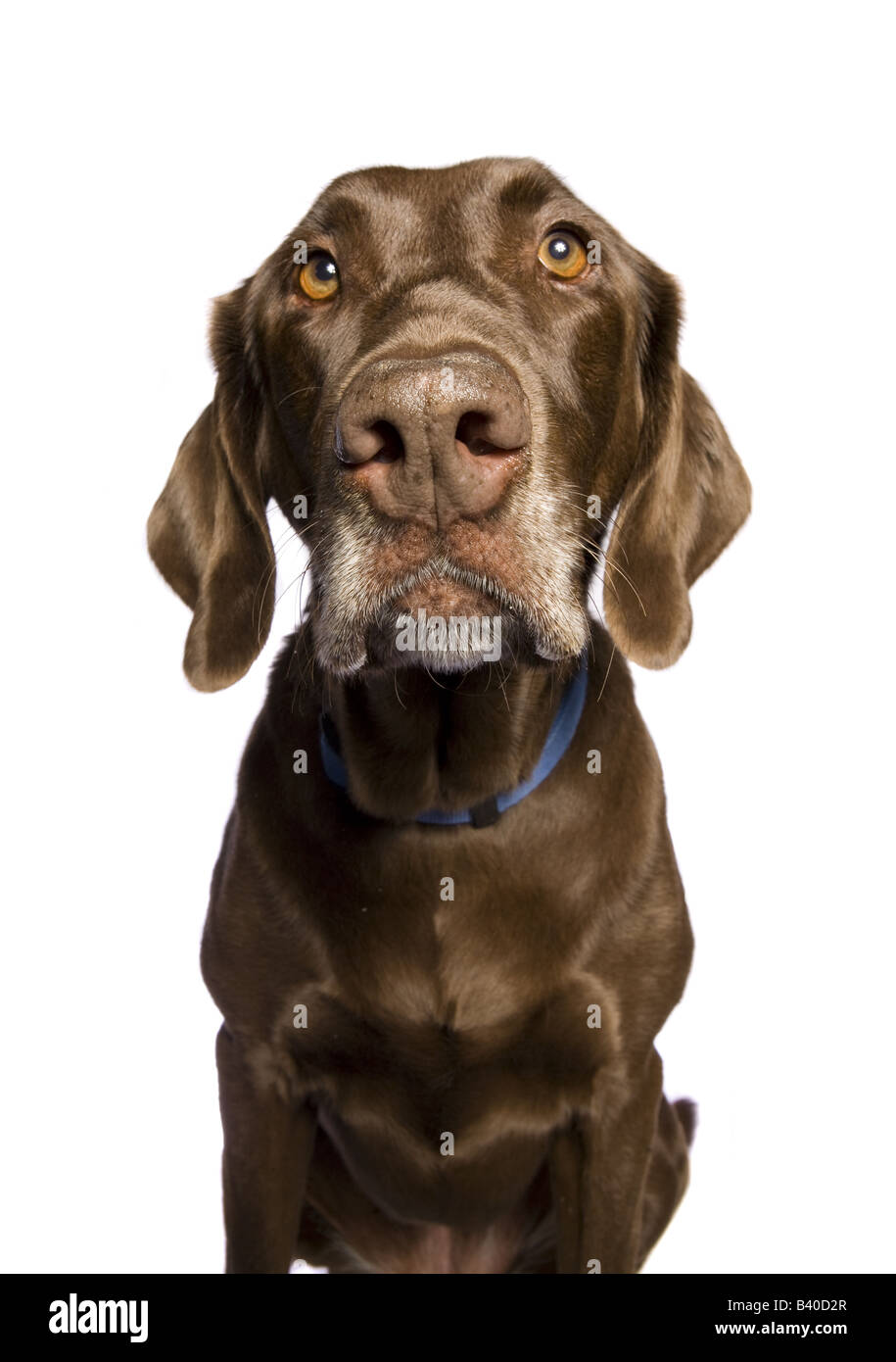 Chocolate Labrador Retriever dog isolated on white background Stock Photo