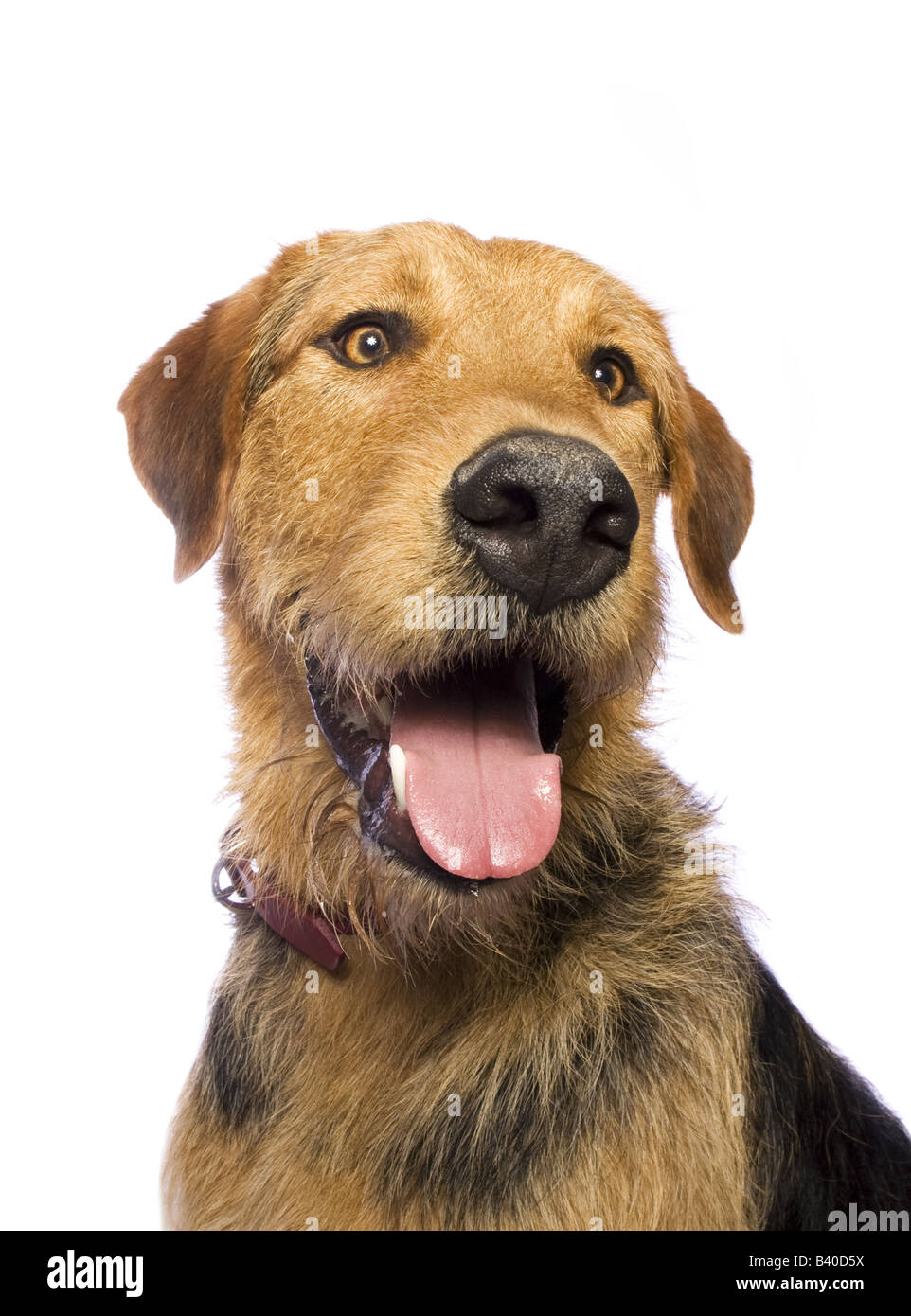 Adorable mixed breed dog isolated on white background Stock Photo