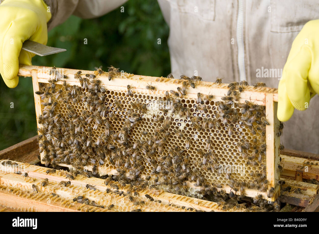 bee bees beekeeping keeping hive hives beehive beehives keeper
