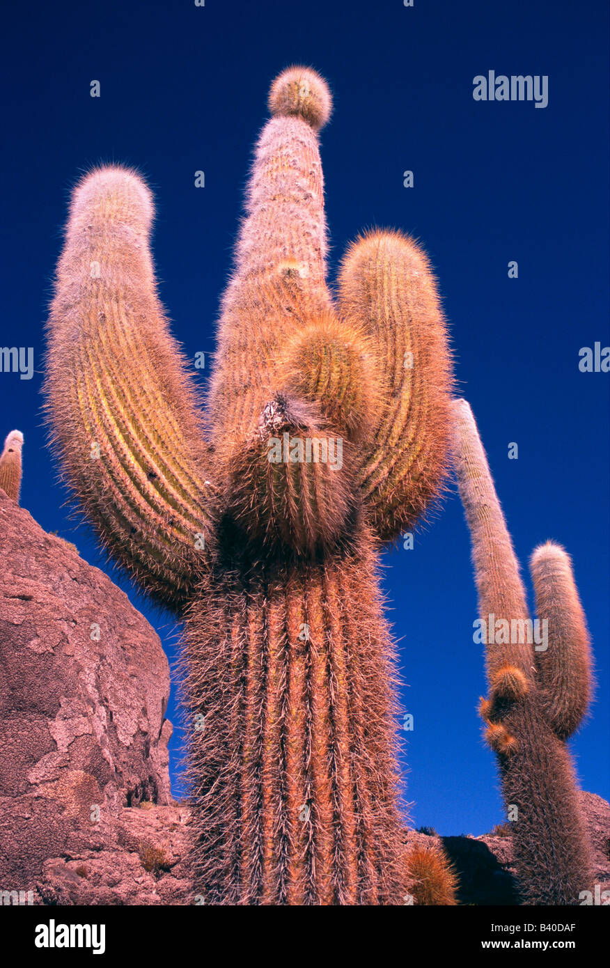 Cactus Trichocereus Pasacana bzw Stock Photo