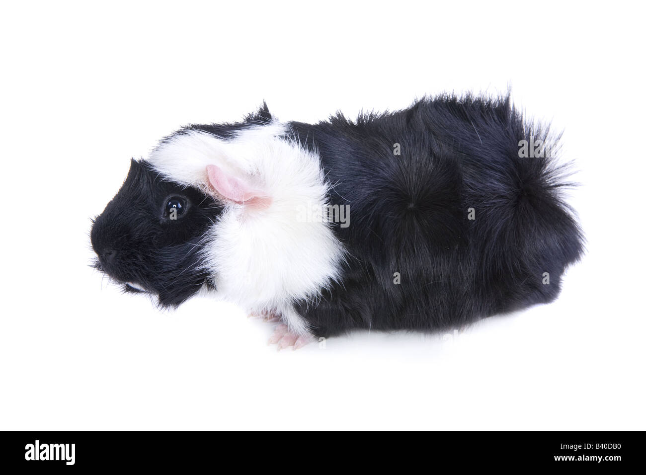 Cute Black and white Abyssinian Guinea pig or Cavy isolated on white background Stock Photo