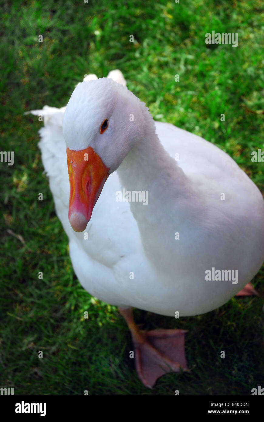 White duck with orange beak hires stock photography and images Alamy