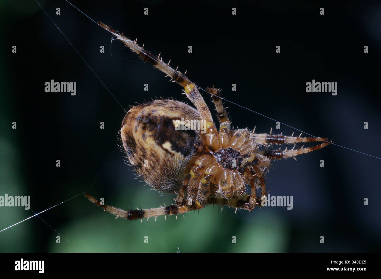 The European garden spider Araneus diadematus or diadem spider also called the cross spider Stock Photo
