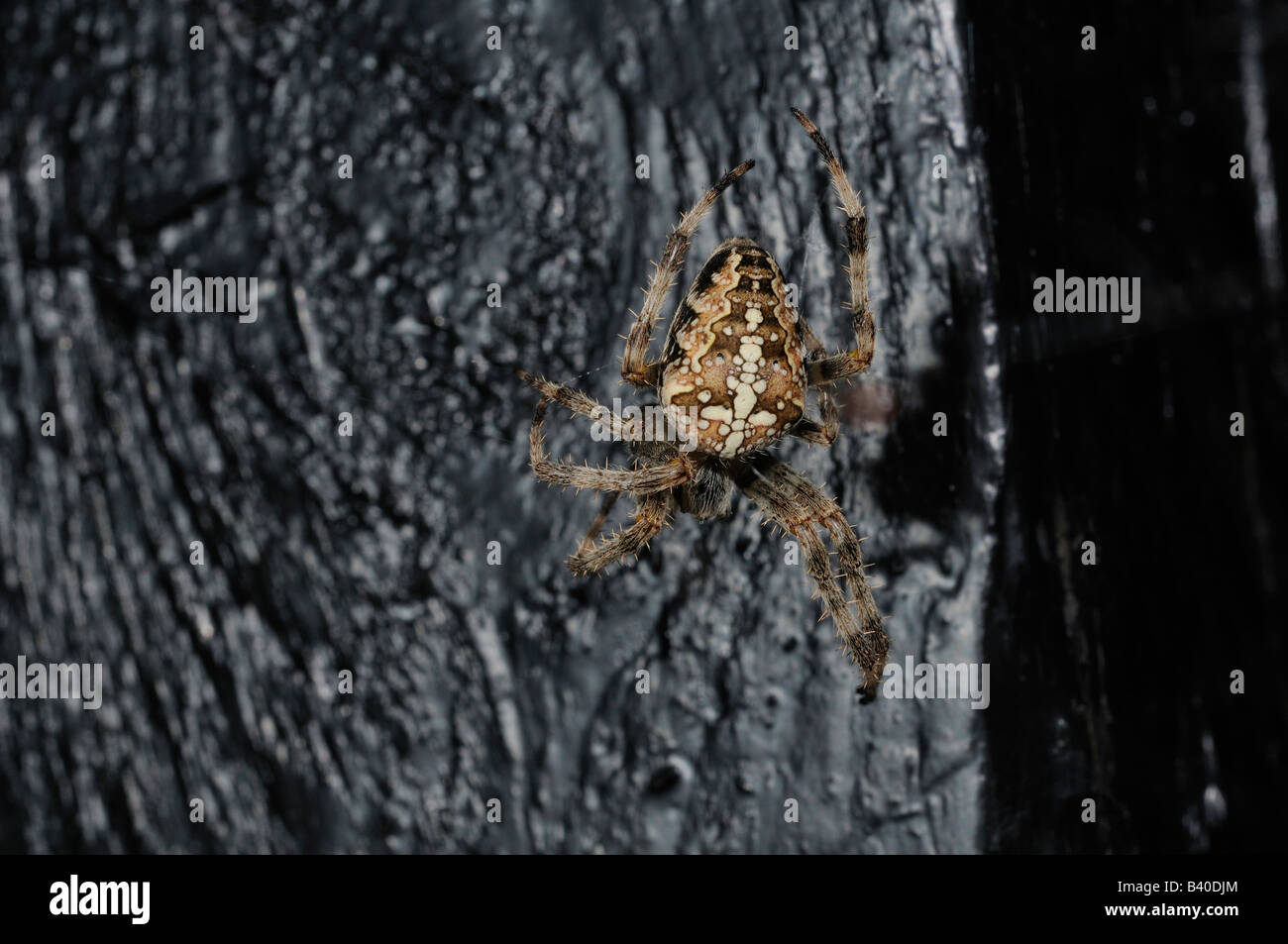 The European garden spider Araneus diadematus or diadem spider also called the cross spider Stock Photo